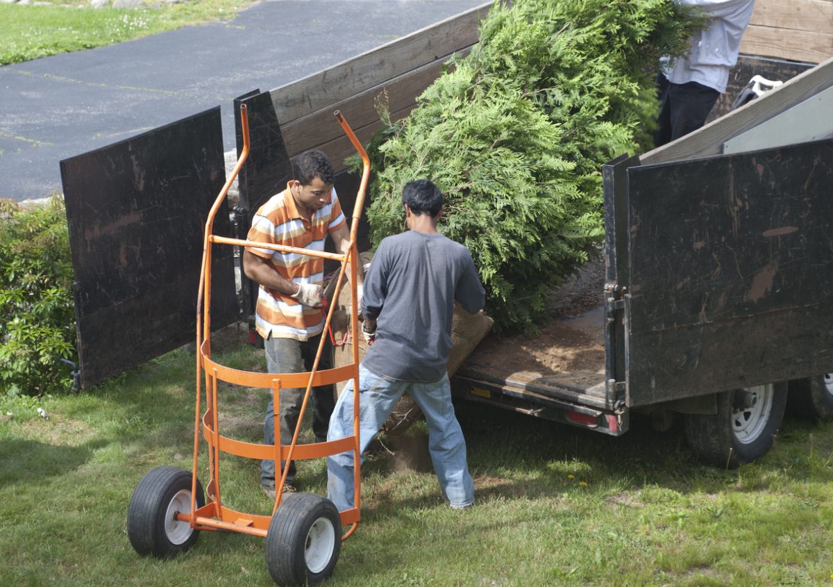 Three men unloading a tree off a truck