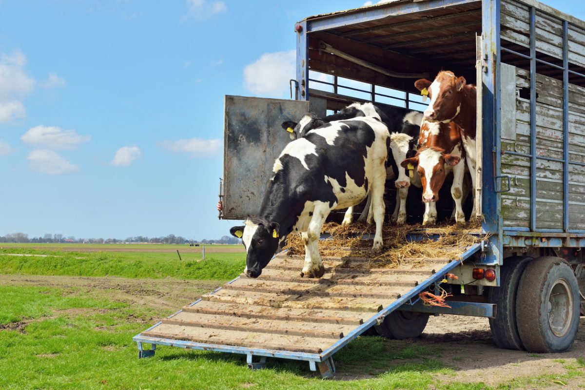 choosing a livestock trailer - cows coming down a ramp trailer to a field