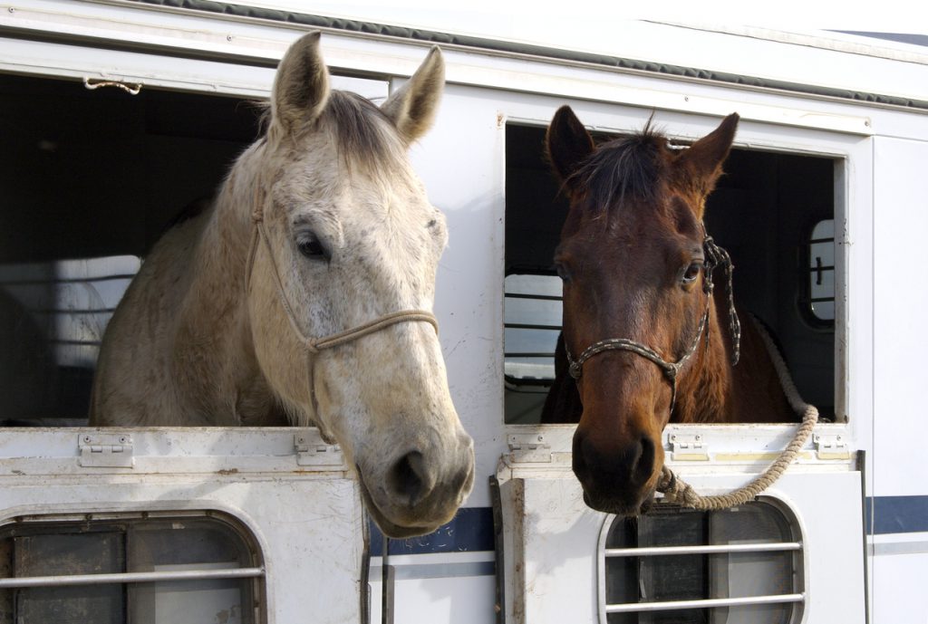 choosing a livestock trailer - horses sticking their heads out of a horse trailer