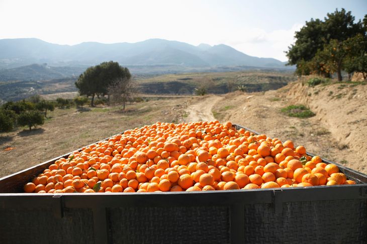 Trailer full of oranges being towed. 