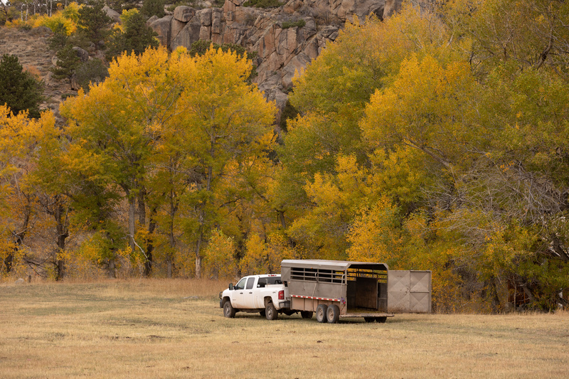 Truck Pulling Horse Trailer in the Fall